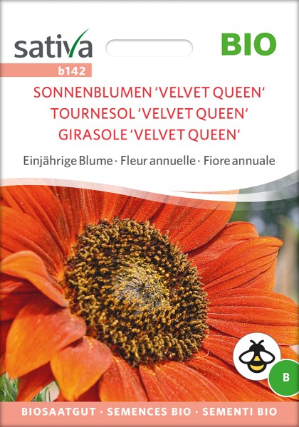 Sonnenblume Velvet-Queen BIO Samen