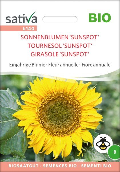 Sonnenblume Sunspot BIO Samen