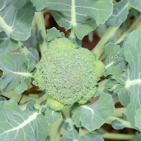 broccoli-k