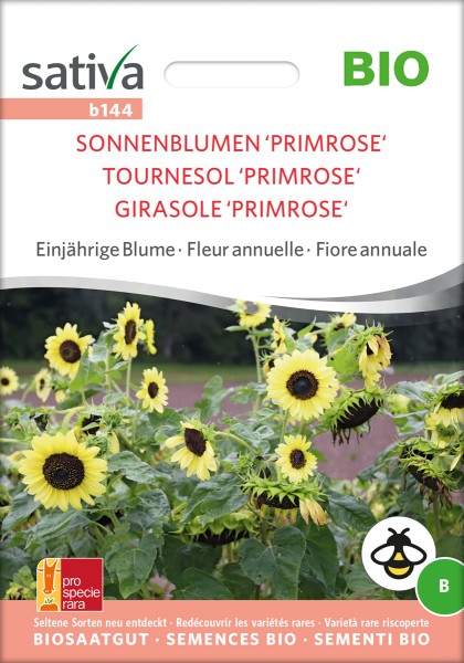 Sonnenblume Primrose Biosaatgut von Sativa